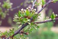 Inflorescences of many white buds on a branch of cherries and bright green leaves on blurry background.Close up.Soft focus.ÃÂ¡